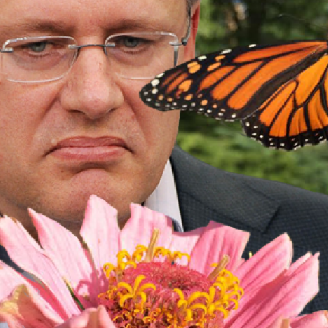 harper-butterfly-thumb-1.png