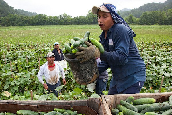 Migrant worker cucumbers