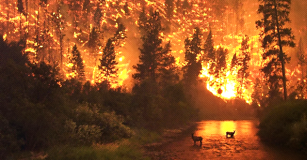 Forestry Experts Warn British Columbia Faces High Risk Of Massive Wildfires Due To Climate Change